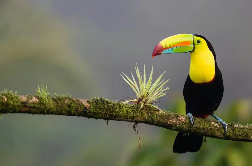 Does Amazon Deliver to Costa Rica? – PostFromUS